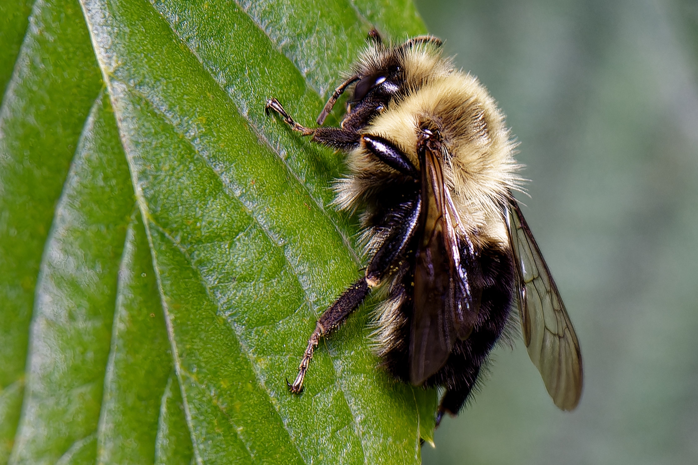 2nd PrizeOpen Nature In Class 2 By Judith Picciotto For Fuzzy Buzzy Butt OCT-2024.jpg